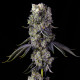 Grandpa's Cookies R1 - Ethos Genetics