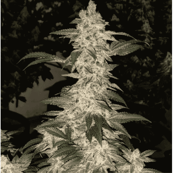Grandpa's Cookies R1 - Ethos Genetics