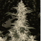 Grandpa's Cookies R1 - Ethos Genetics