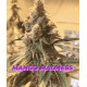 Mango Madness - In House Genetics