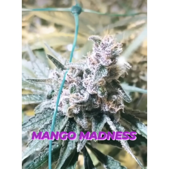 Mango Madness - In House Genetics