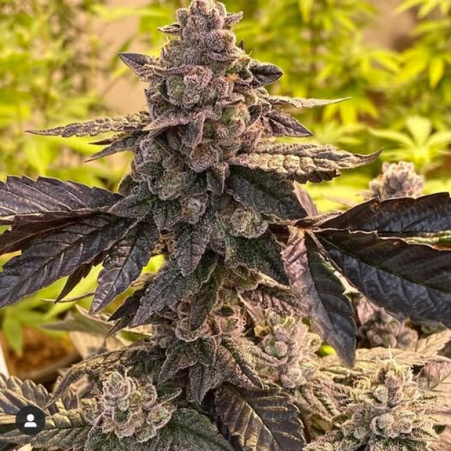 Pau Hana - 808 Genetics