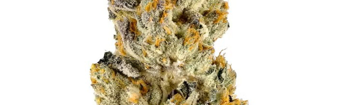 Unlock Premium Yields with Exodus Cheese: Potted.co.za’s Legendary Clone